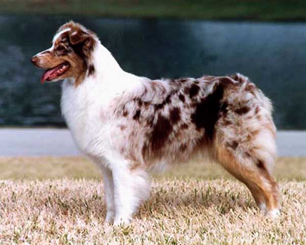 Kasha - Penn Y Caerau Australian Shepherds Puppies Florida