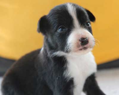 Border Collie Puppy Penn Y Caerau Lady Lake Florida