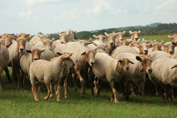 Flock of Penn Y Caerau Florida Cracker Native Sheep