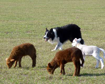 Tag - Available Male Border Collie Lady Lake FL